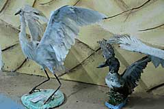 birds Animalia Aswan