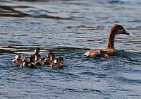 Egyptian goose ( Alopochen aegyptiaca)