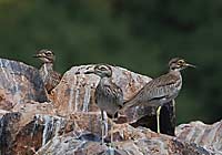 Senegal thick-knee