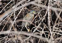 striated heron ( (Butorides striatus)