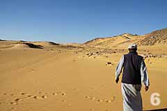 Camels Aswan