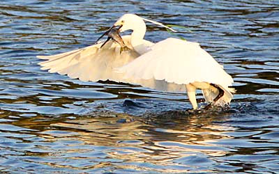 Ibis eating fish