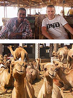 Camelmarket Crocodile Island Nile Lake Nasser